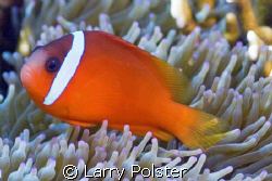 Fiji Anemomefish, Nikon D70s by Larry Polster 